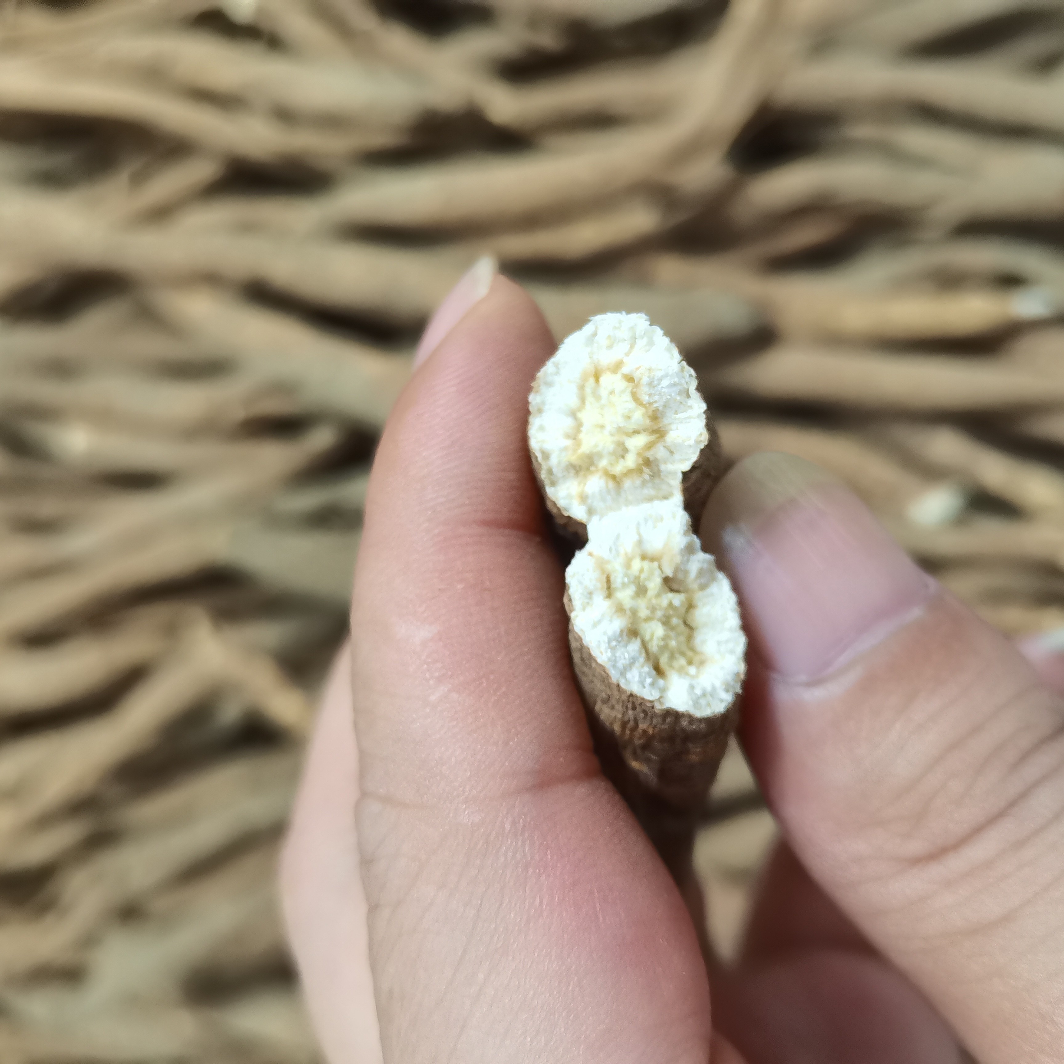 阿坝高山高海拔藏土当归现收整根独角当归炖汤煮水鲜甜