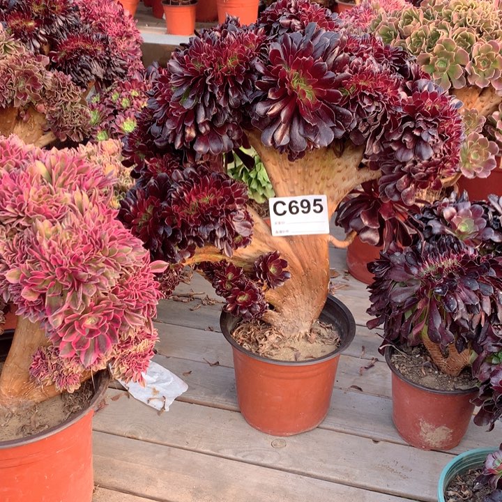 695欧紫缀多肉法师