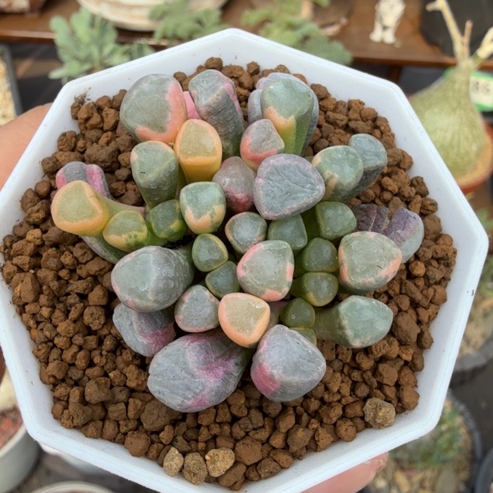 五十铃玉锦（满28包邮）