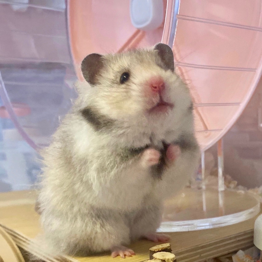 【顺丰发货】小鼠宠物专卖直播活货宠物活体家养健康幼崽仓鼠金丝熊