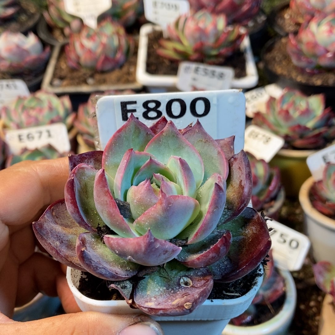 惊鸿一瞥800号楼