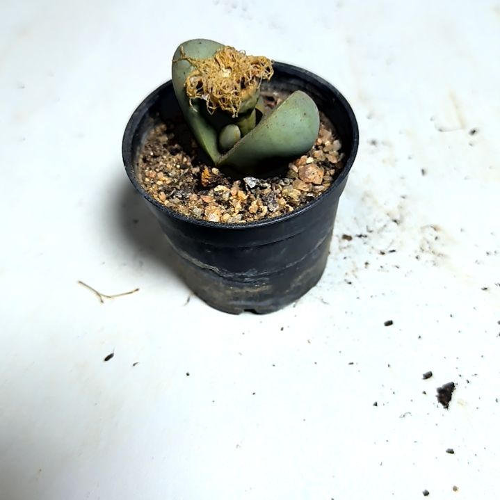 满6元包邮，金玲玉拇指盆