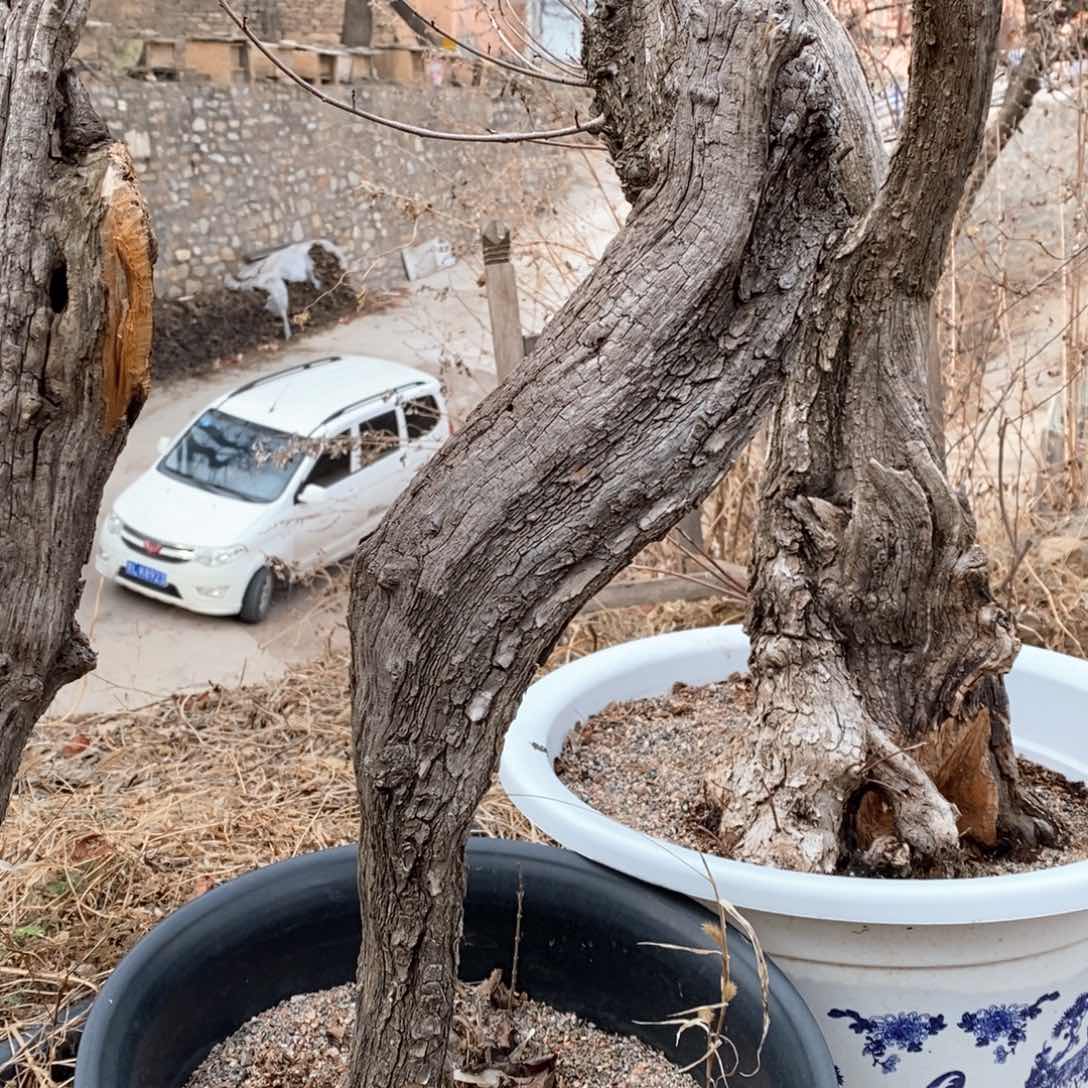 黄栌盆景黄栌盆景艺术