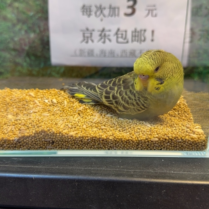 虎皮鹦鹉大头虎皮鹦鹉