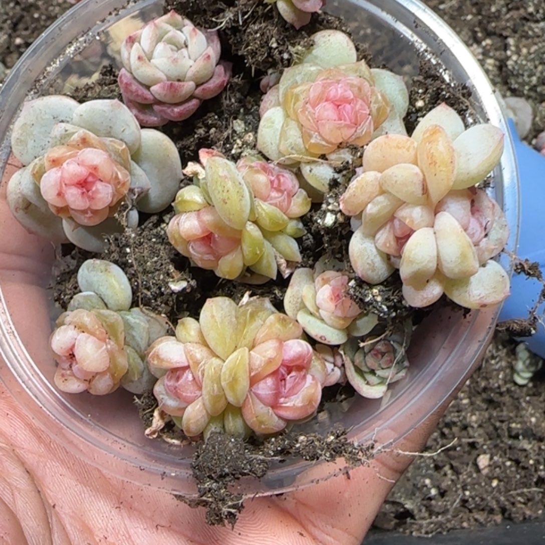 437 号王者系列多肉一盒