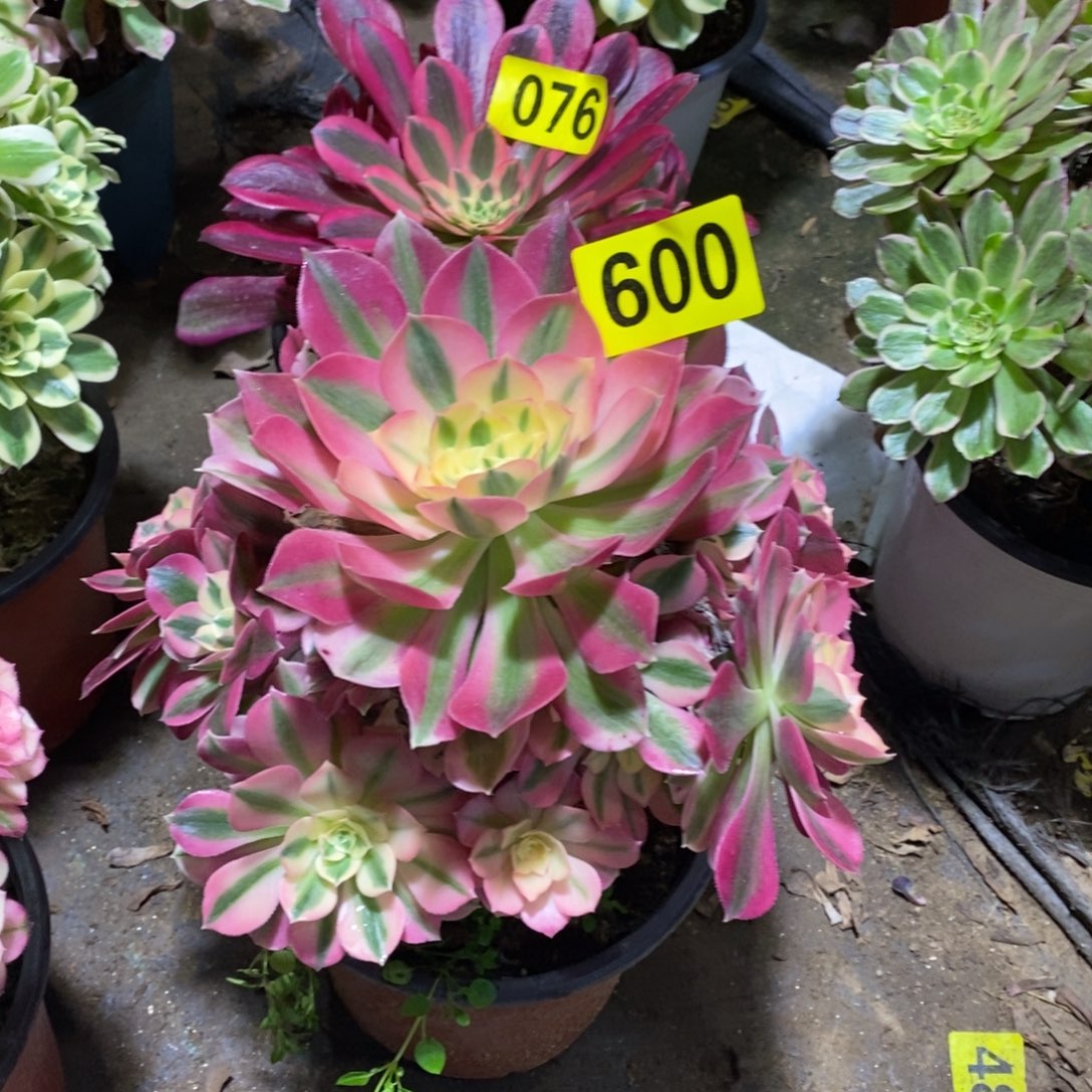 粉女巫多肉法师600