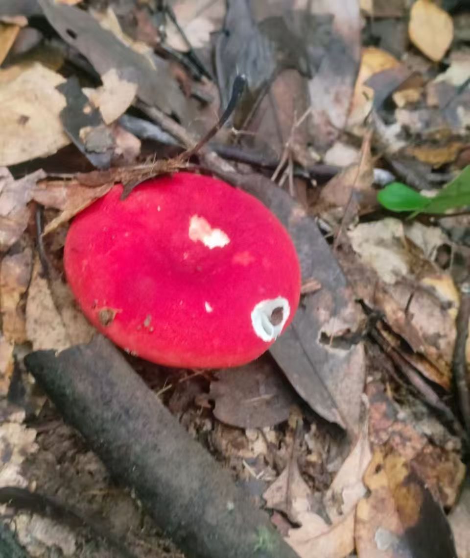 农户现收正宗大巴山野生红菇干货月子菇小红菇干货菌菇蘑菇红蘑菇