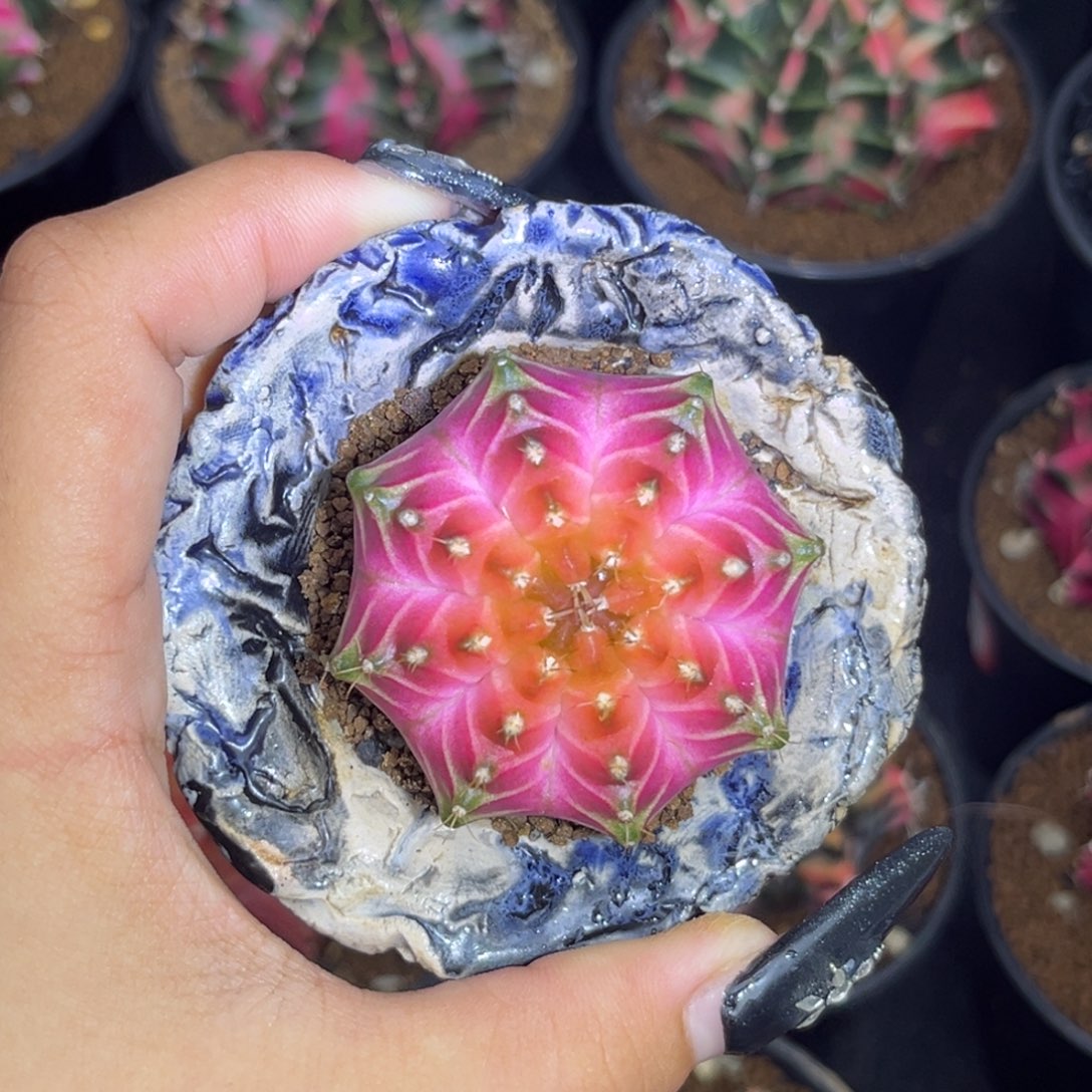 泰系轮回 带盆土发货