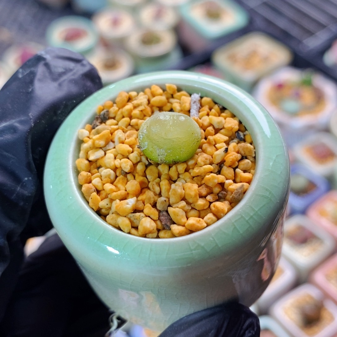 4149--一物一拍 带盆