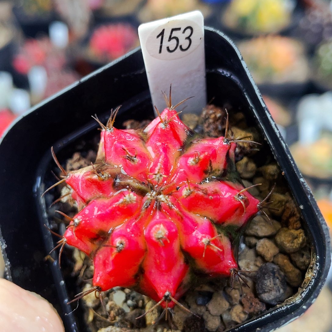 非偏远地区满25包邮仙人球