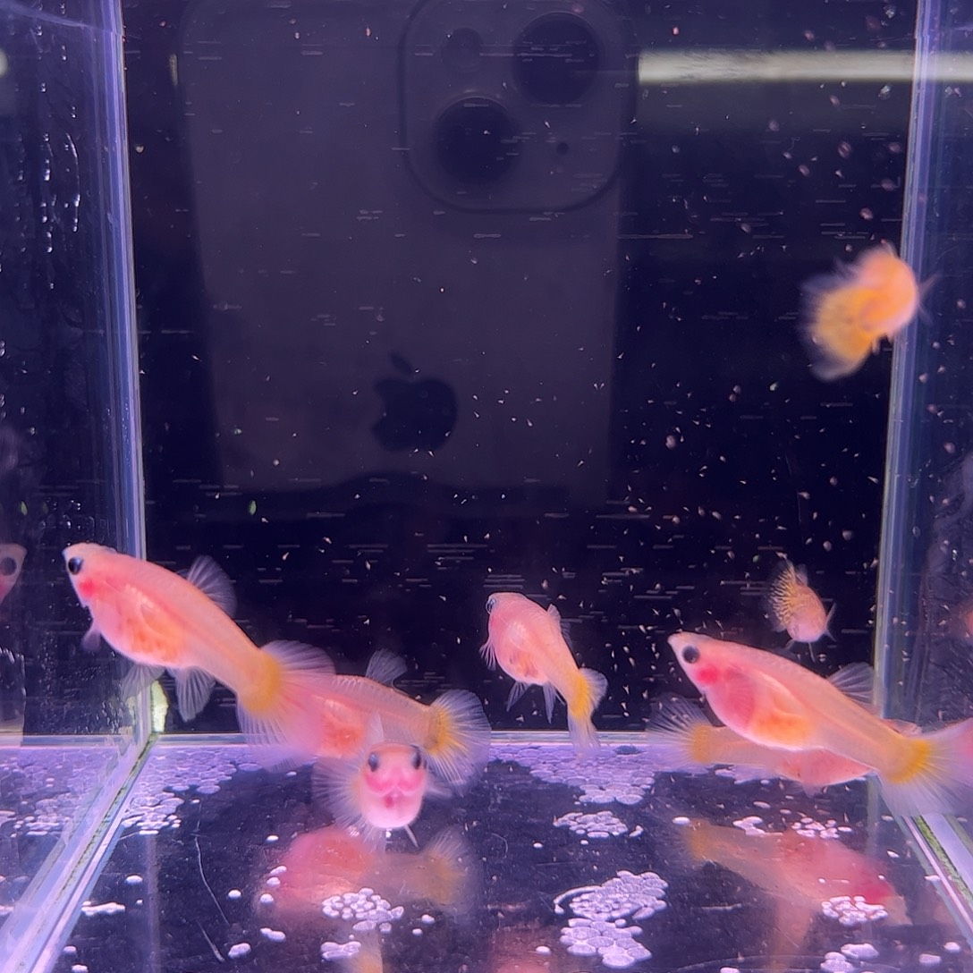 啊***伟孔雀鱼玻璃猫6母2公