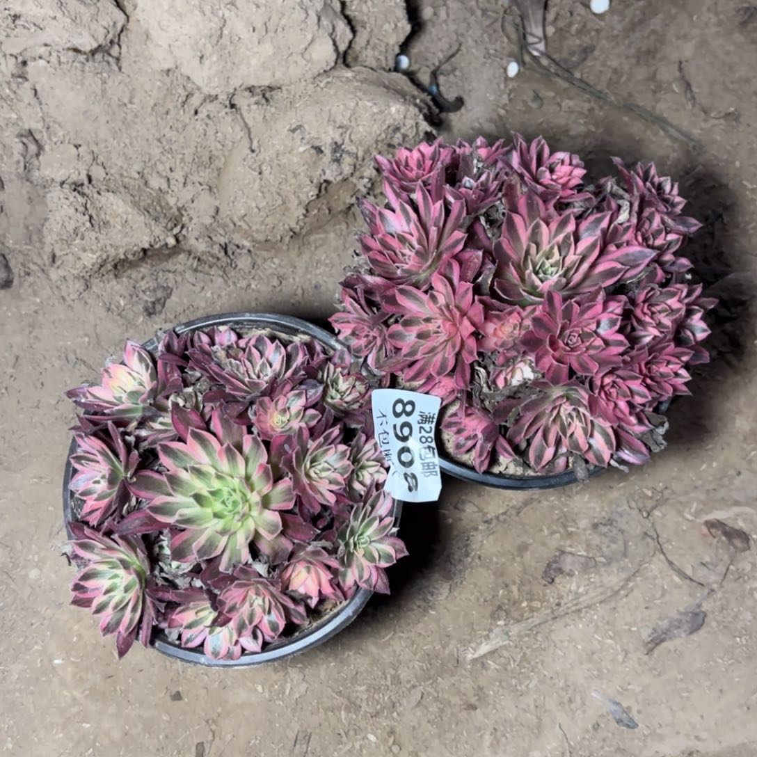 M. 8900两颗多肉1，alo