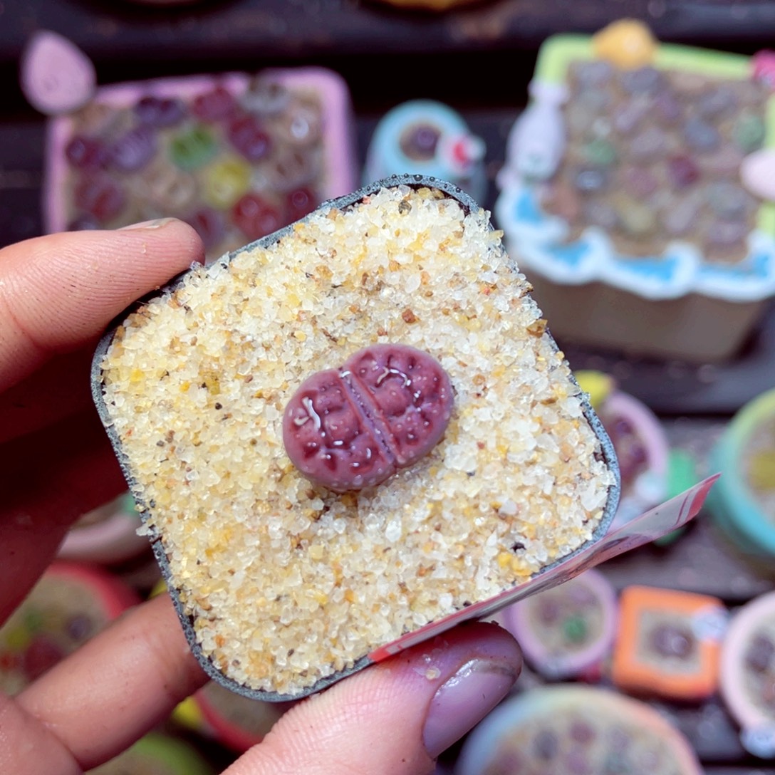 180生石花带盆发1