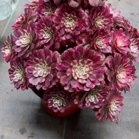 多肉植物红铜壶超白