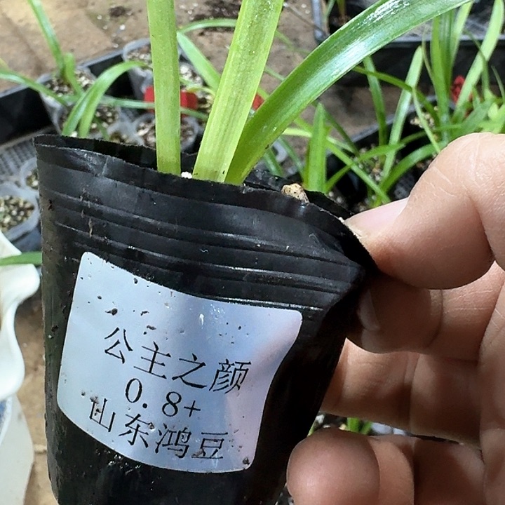 当前无花朵，栽培后可花朵青*公