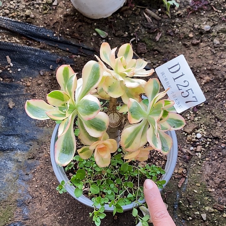 1257燕姿锦多肉法师