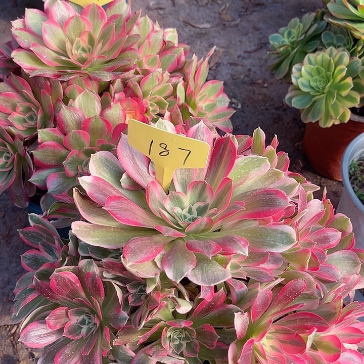 187一颗男神法师多肉