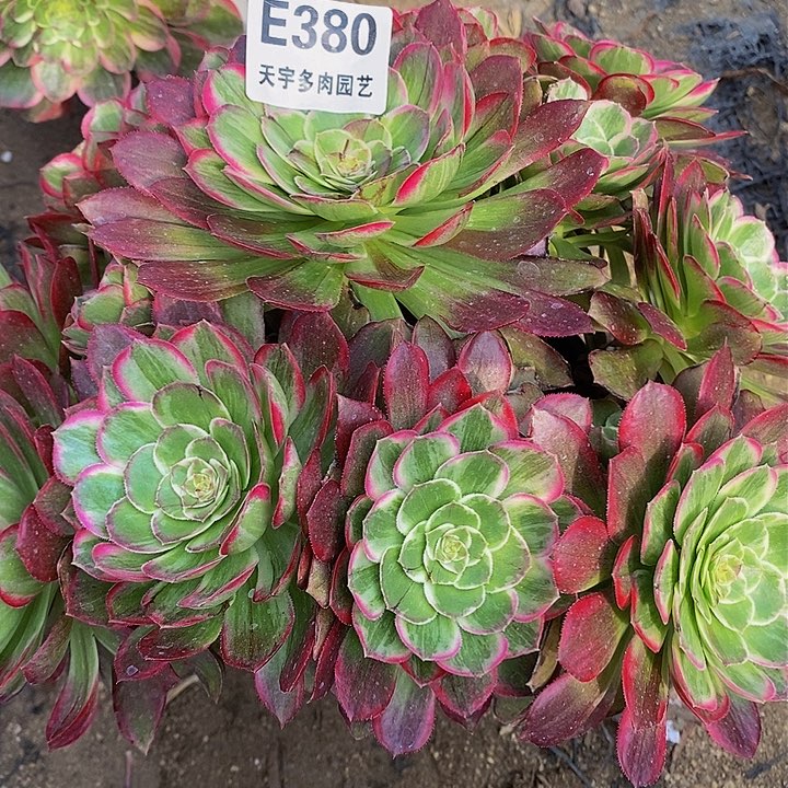 多肉莲花380多肉