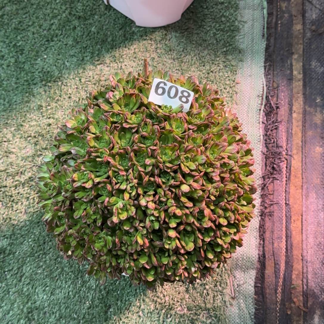 花*608！小狐狸法师多肉植物