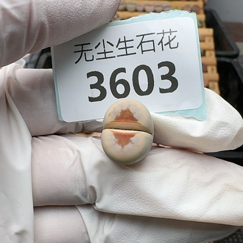 3603，热唇母本红唇脱土发货