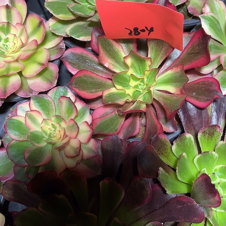 魅影多肉植物保护2804