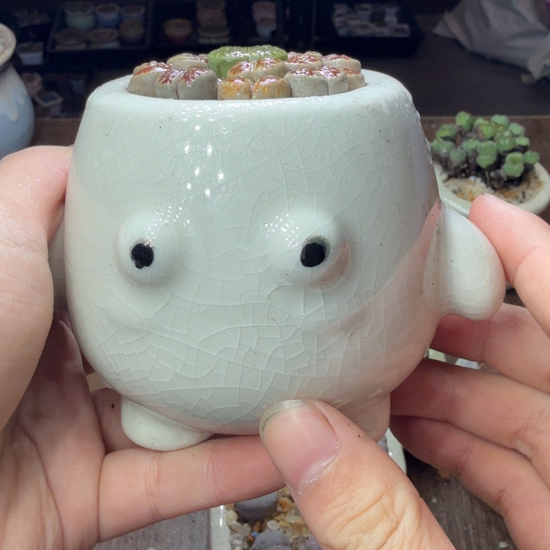 哈***️多肉植物和植物等植物762