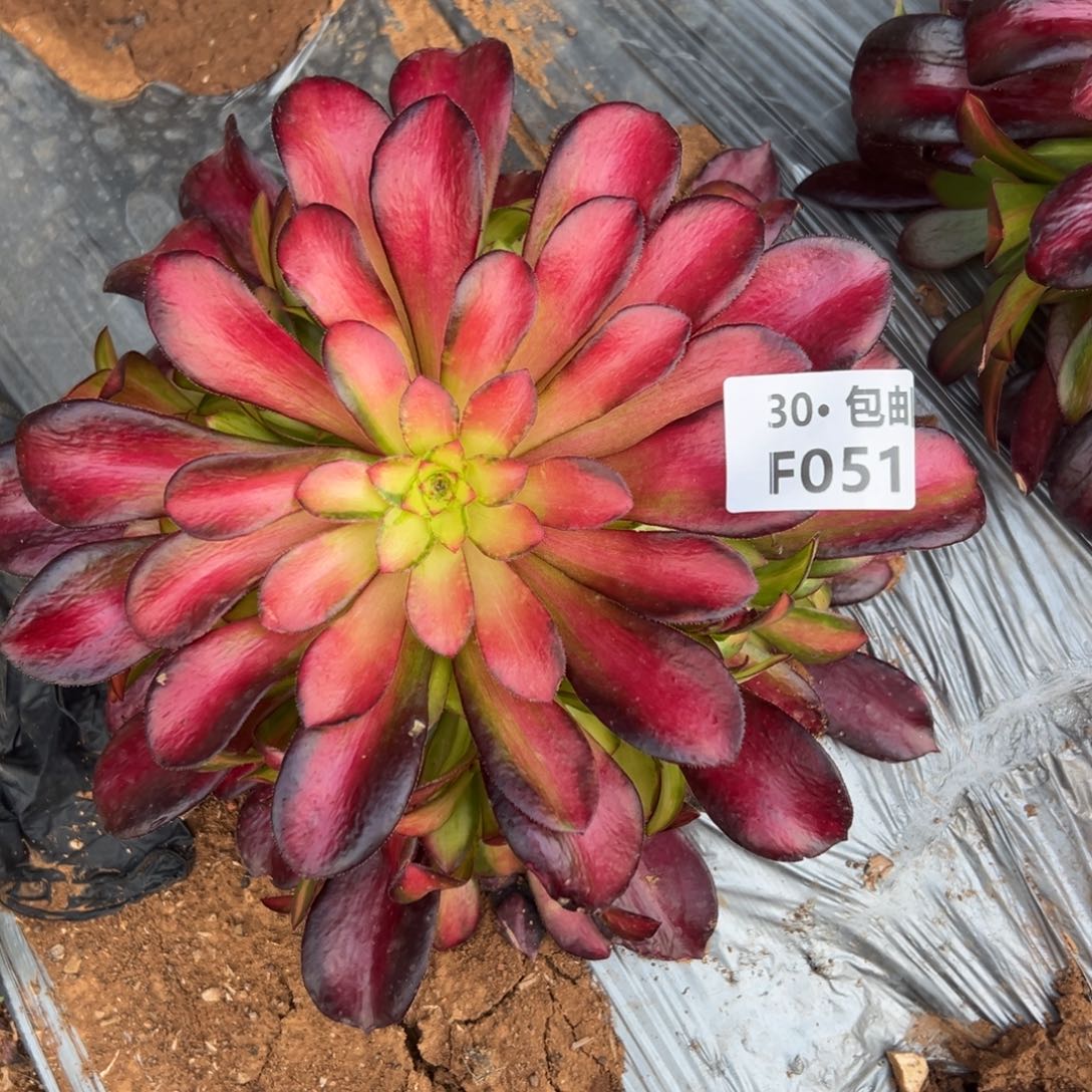 051夕阳多肉法师