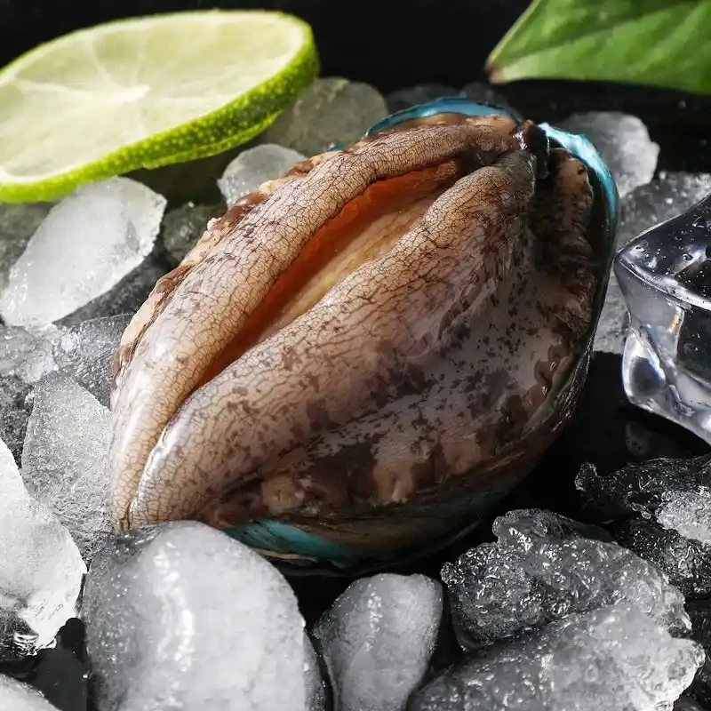 《鲜活》鲍鱼单只拍需要处理请备注