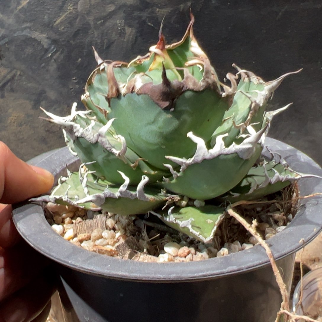 宽叶凯撒 仁王冠龙舌兰