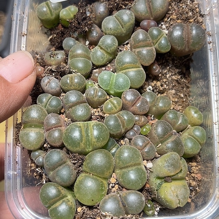 039号特价风铃一盒