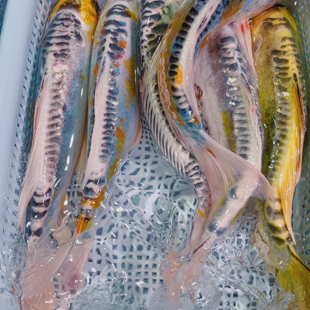 锦鲤锦鲤冷水鱼观赏104