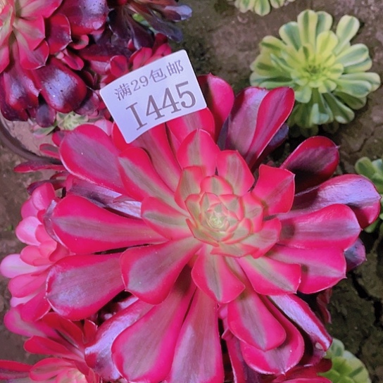 1445美杜莎多肉植物