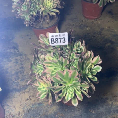 873白凤不包断枝