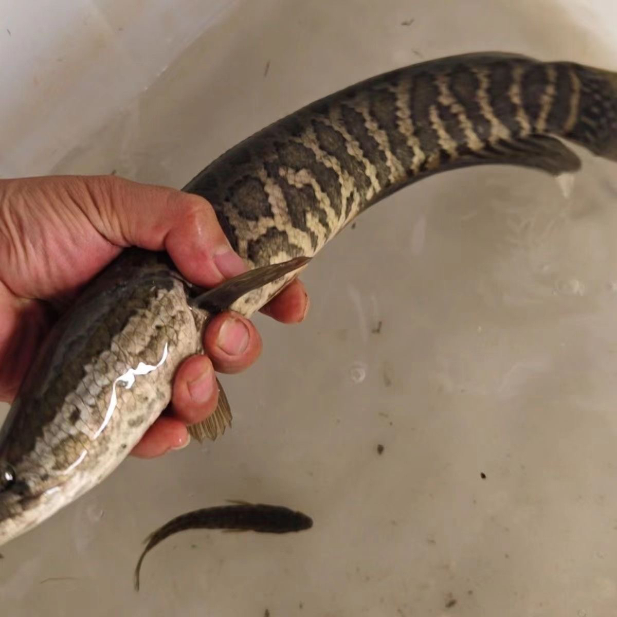 【周支书专属】顺丰包邮黑鱼现场称重