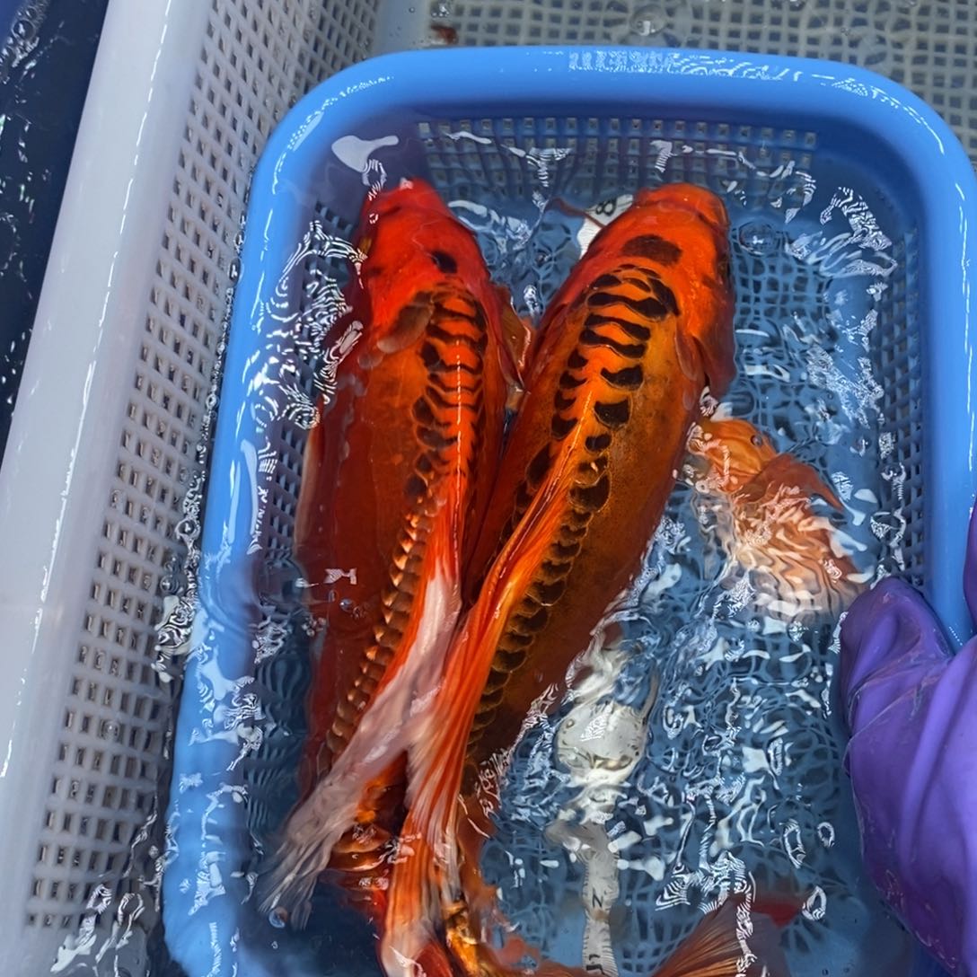 锦鲤冷水锦鲤包邮