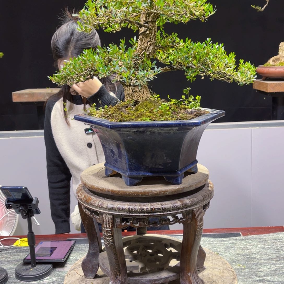 四季常青翠绿黄杨盆景