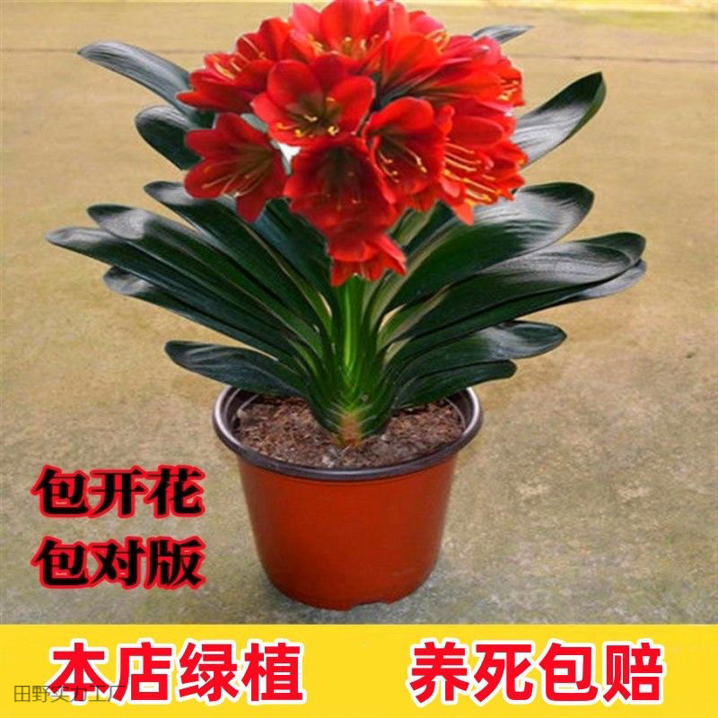 精品君子兰大苗四季长青室内绿植花卉盆栽苗