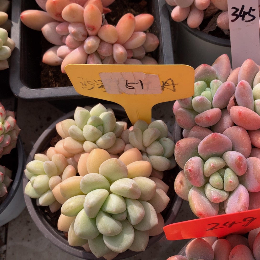 泡泡糖7262626377327