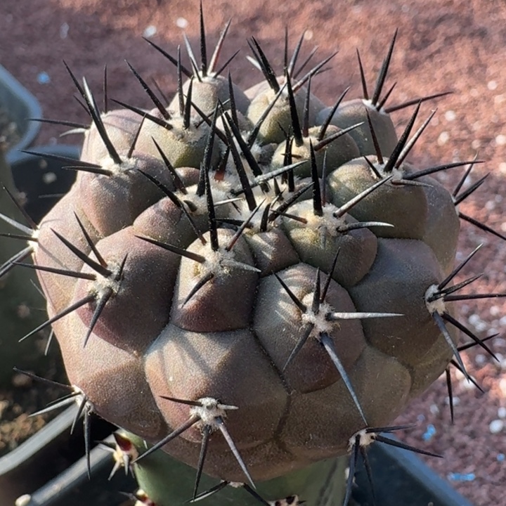 短刺黑王6666666666