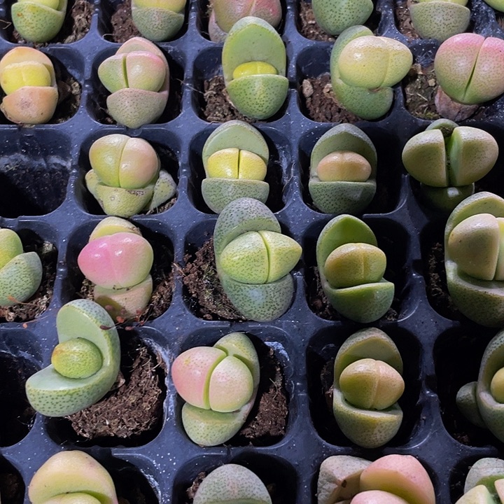 小金元宝1.5带土发