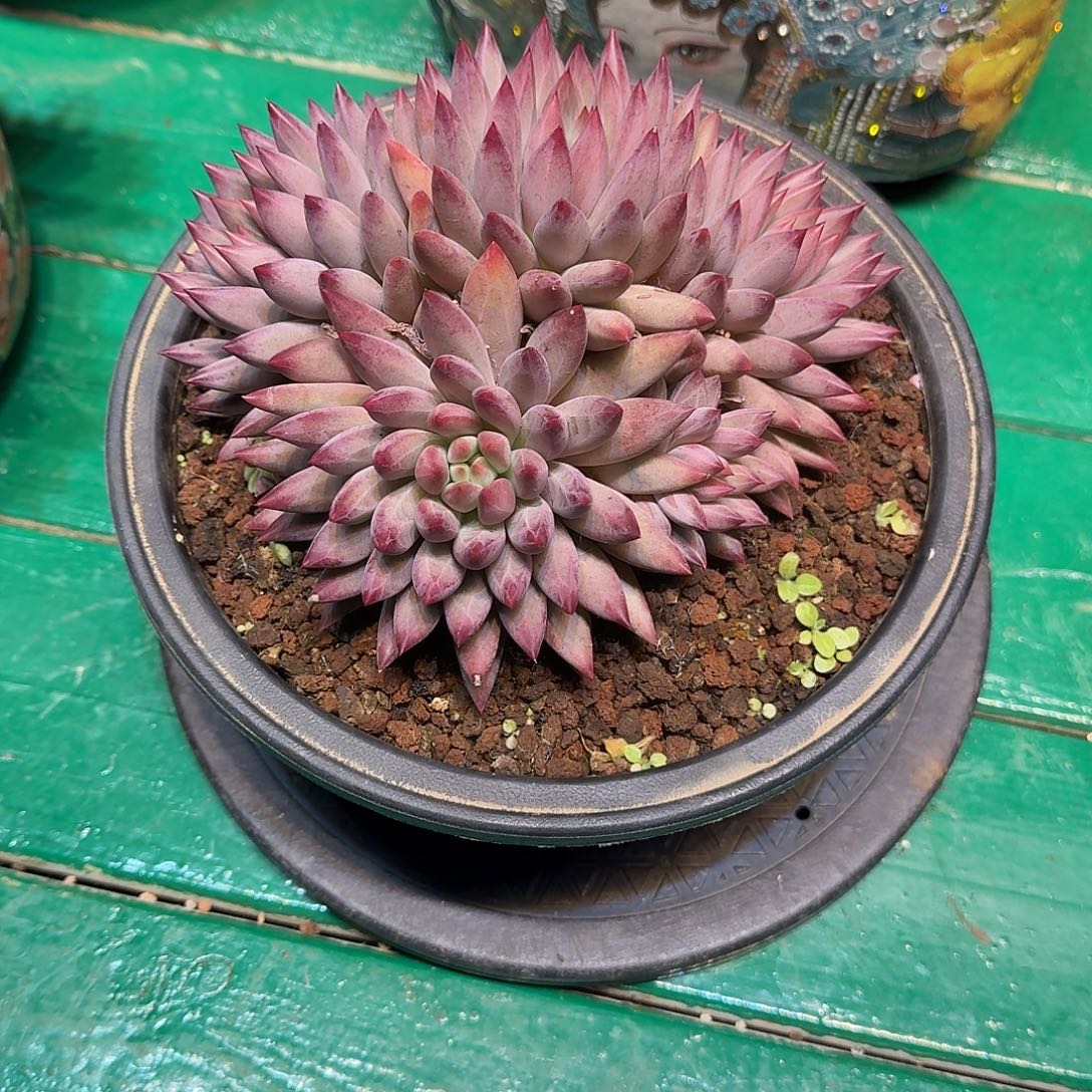 多肉植物多肉植物