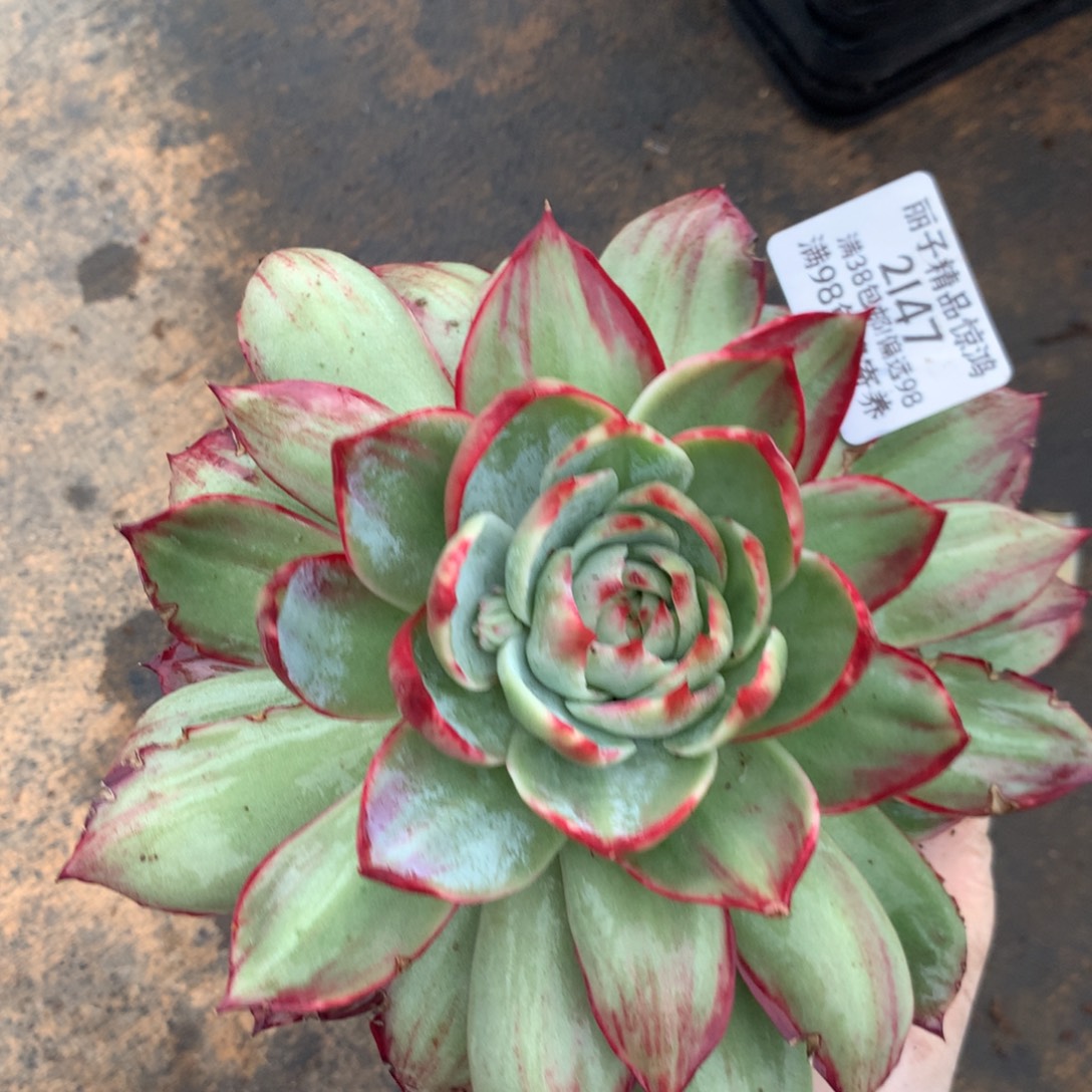 2147号多肉植物惊鸿17