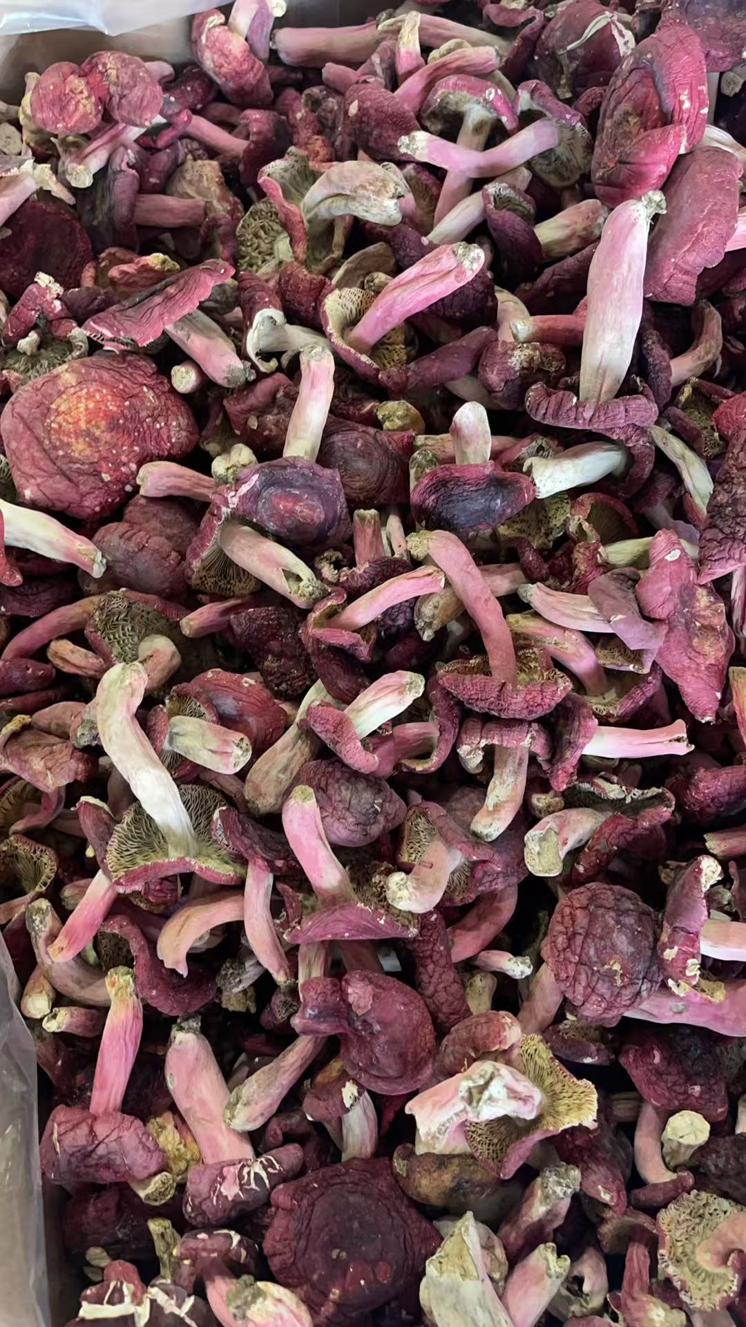 广西浪水野生红菇 丑菇 很丑