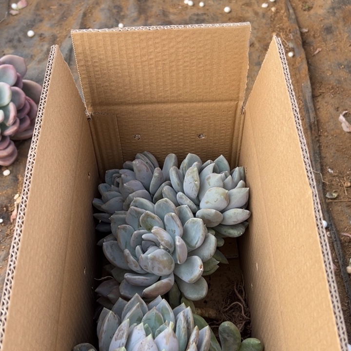 地栽胖美人一箱昆明发货不售后