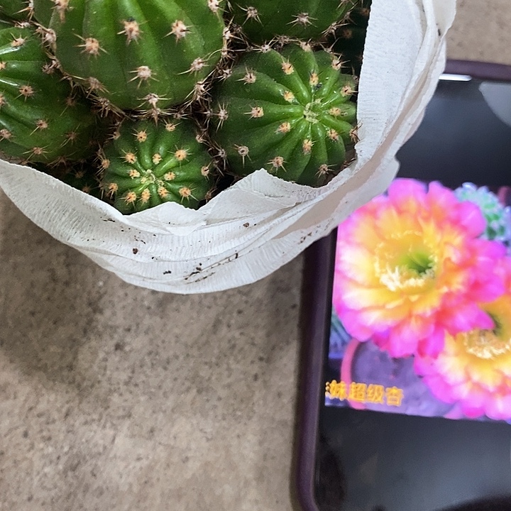 多头妹妹仙人球，358900