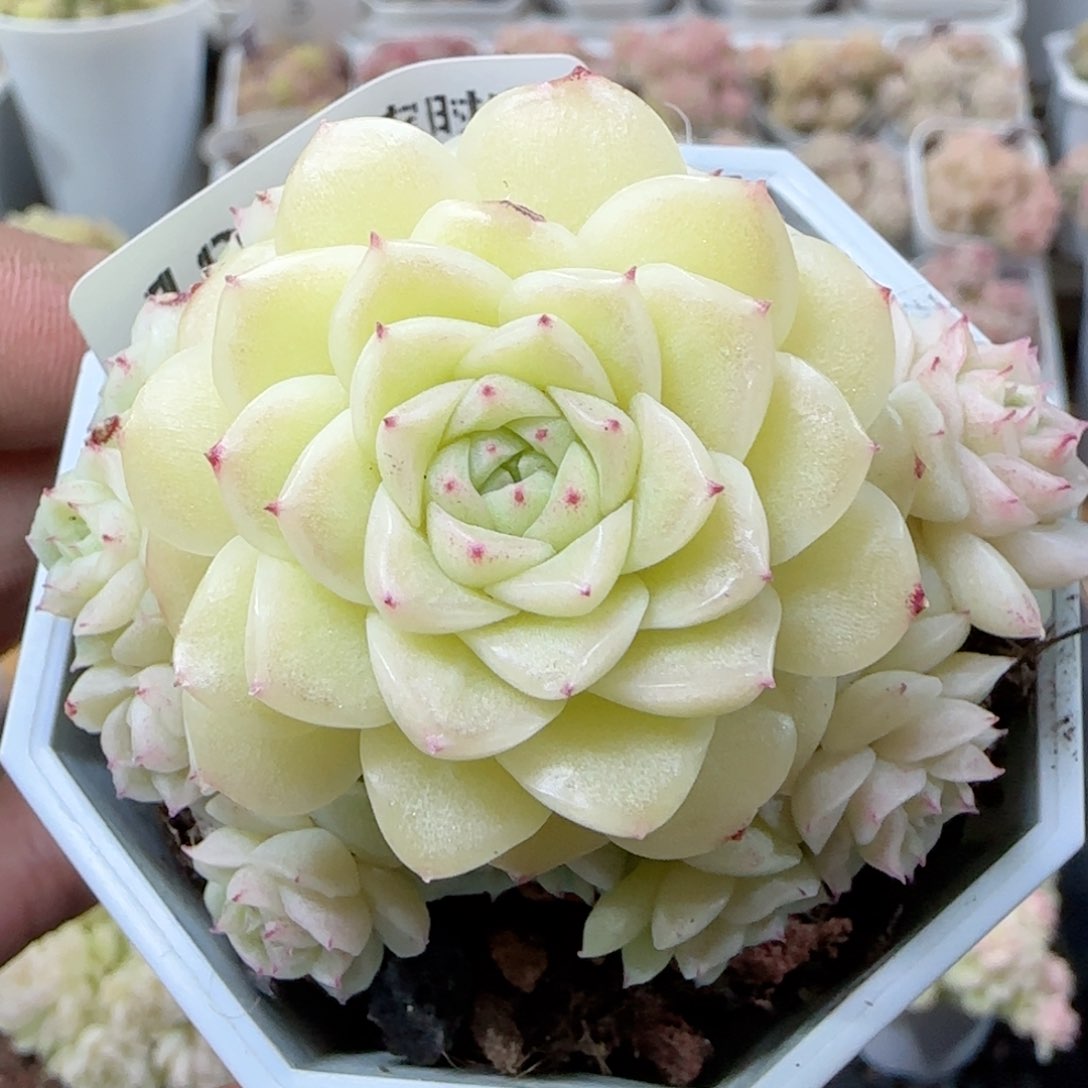 【闪购商品】0222-188优选麦杆