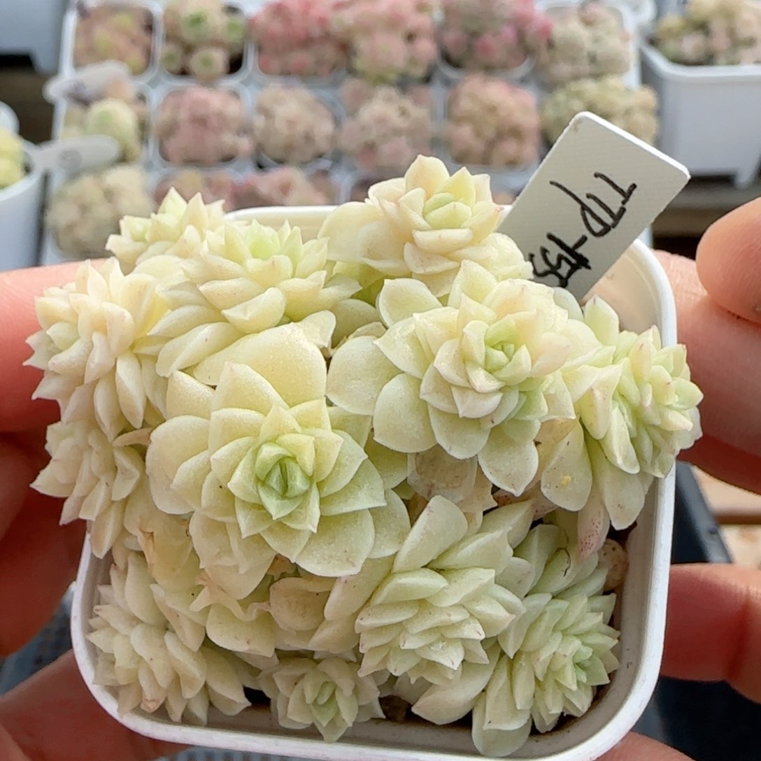 【闪购商品】0218-47（ttp-155-2）