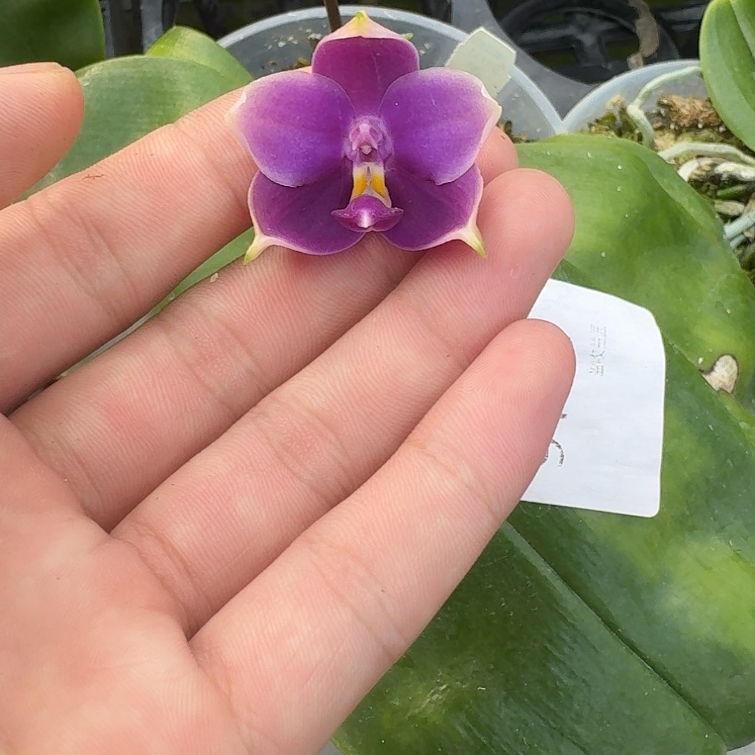 当前无花栽培后可以开花9168 瑕疵3.5印地狗