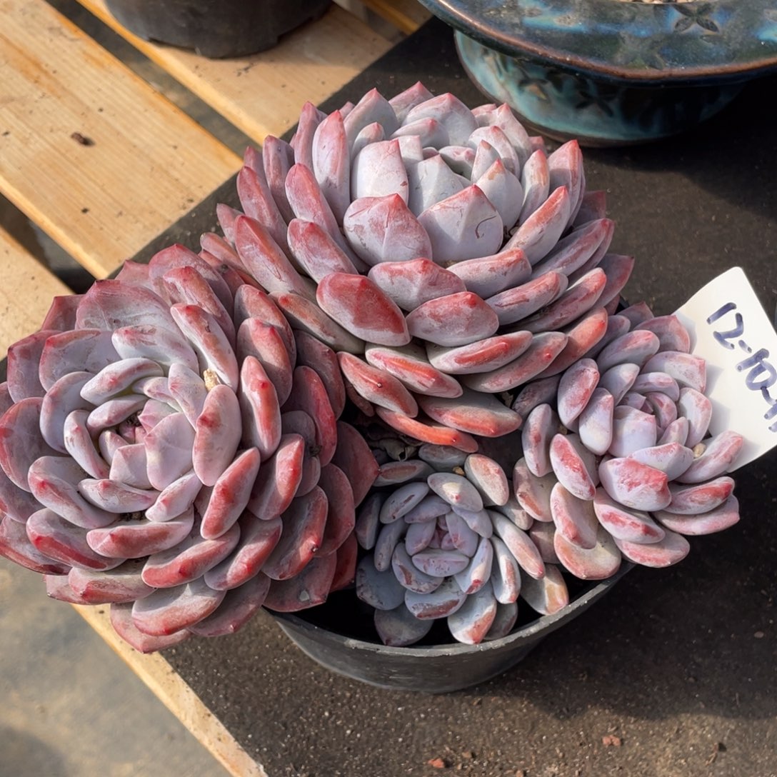 12-10-11静好多肉园艺