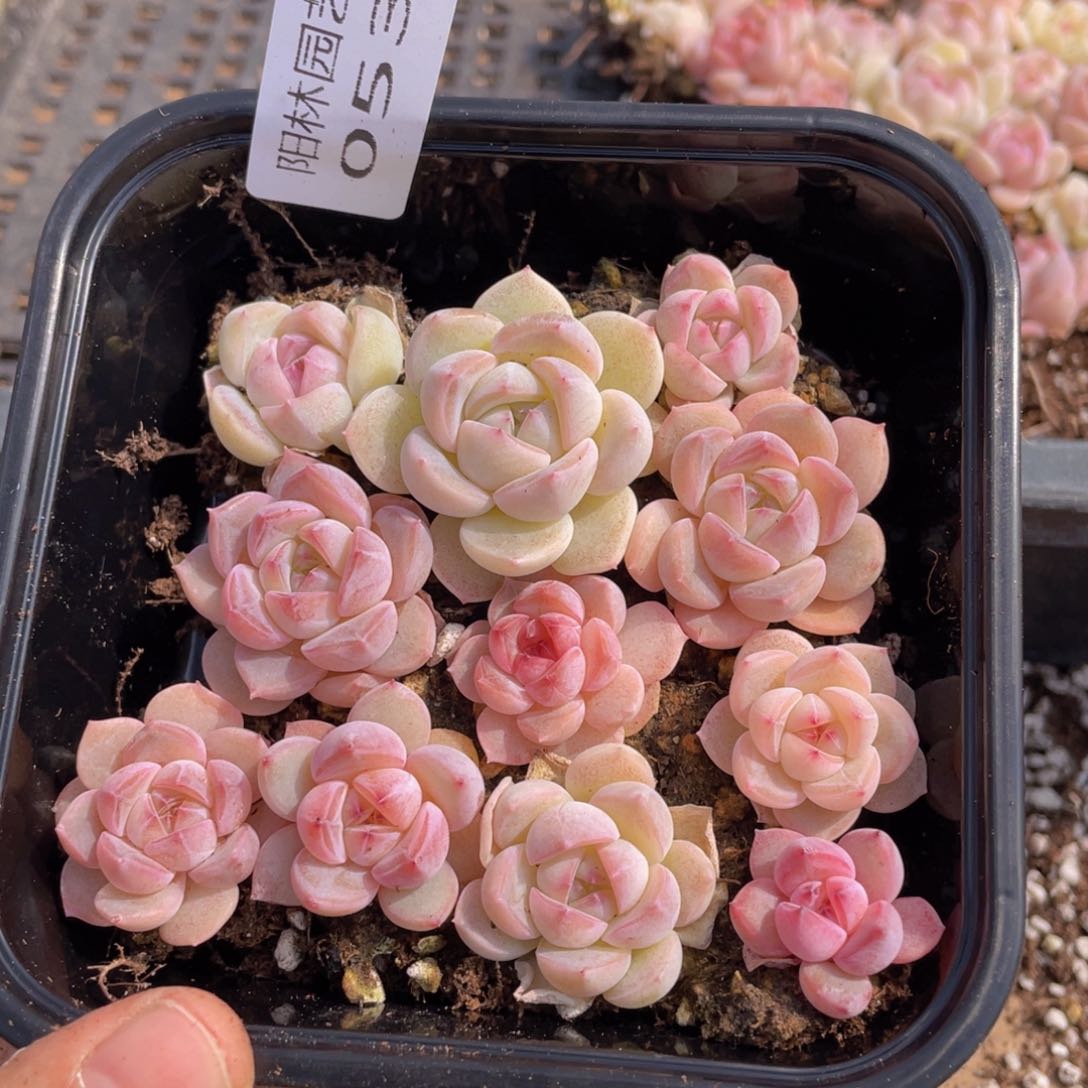 多肉植物多肉植物53